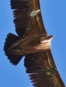 CM Griffon Vulture - Gyps fulvus © John Muddeman